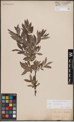 Foto von Salix cinerea L.